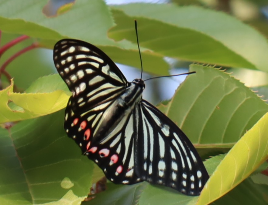 里山 M_アカボシゴマダラ _2022年5月24 14時_気温25度
